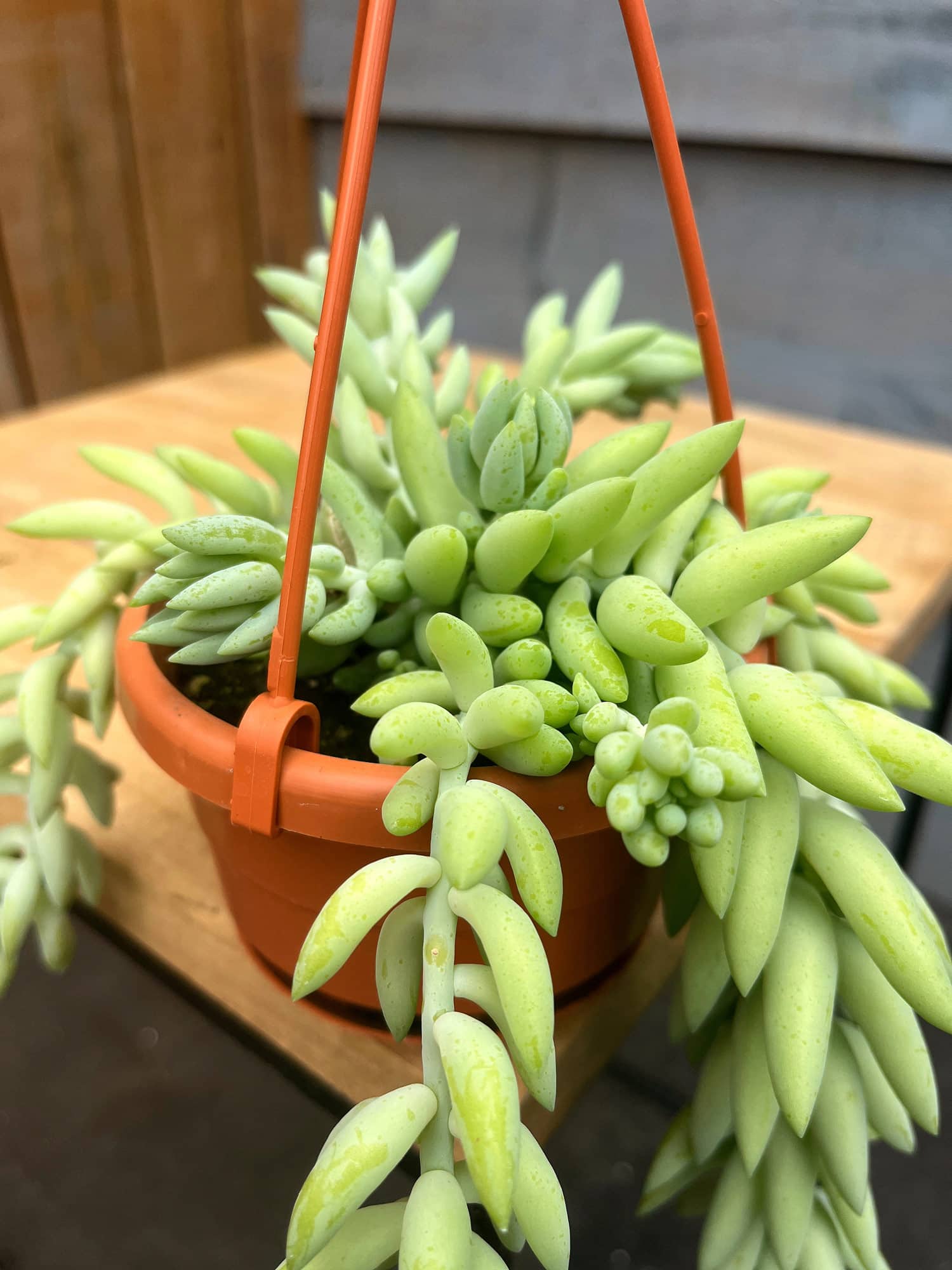 Burros Tail Basket - Image 2