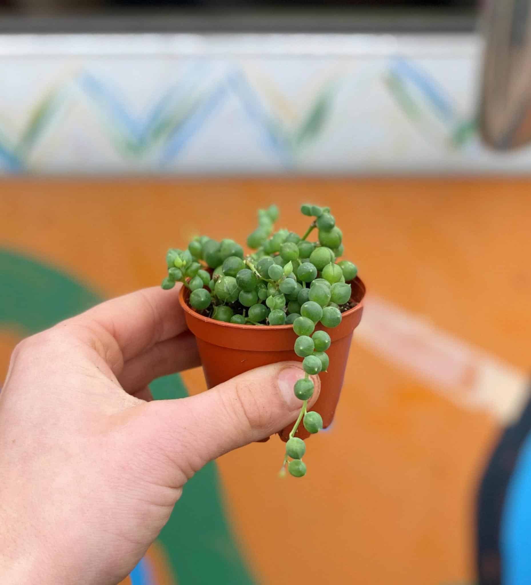 2.5" String of Pearls