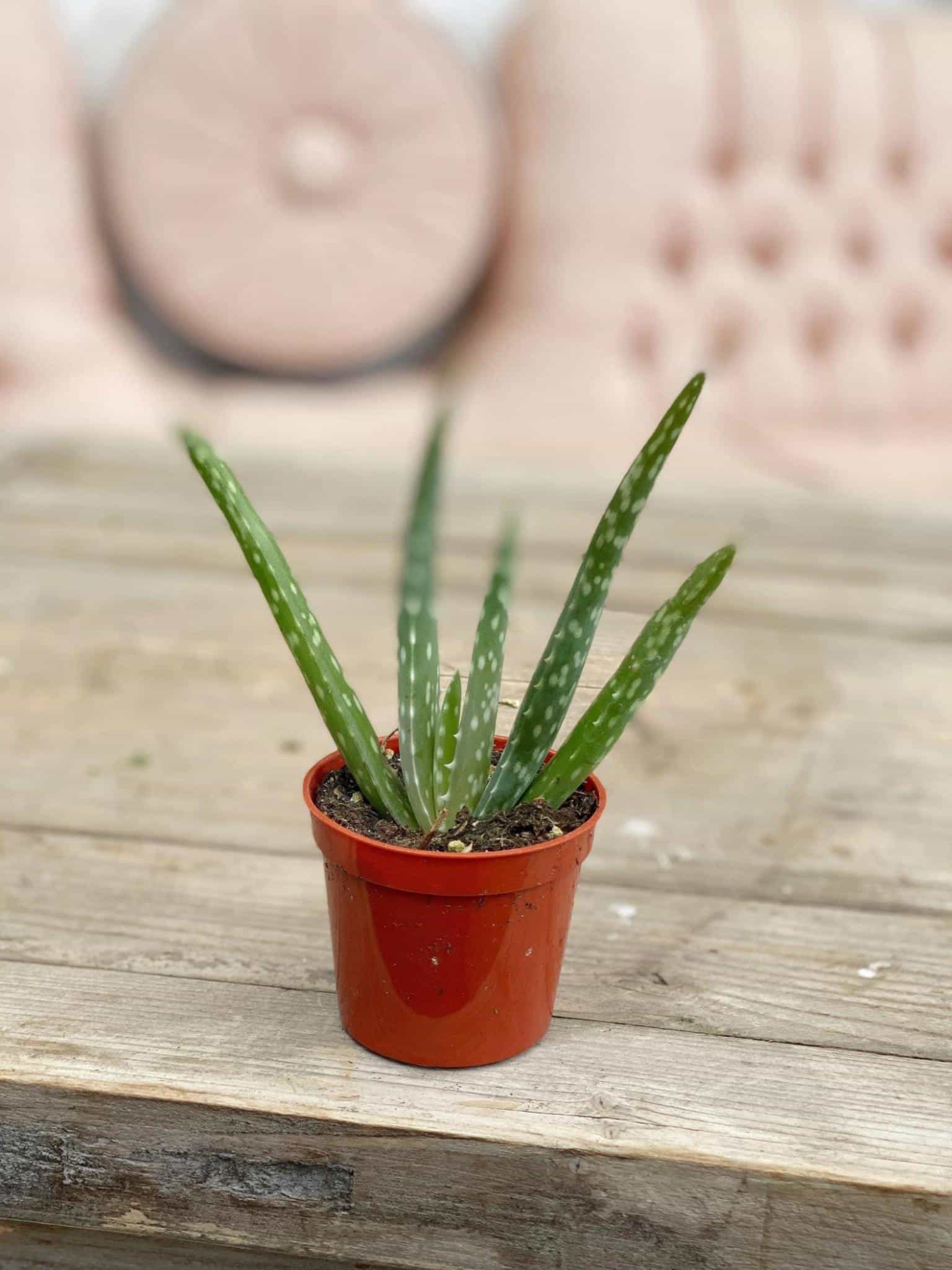 2.5" Aloe