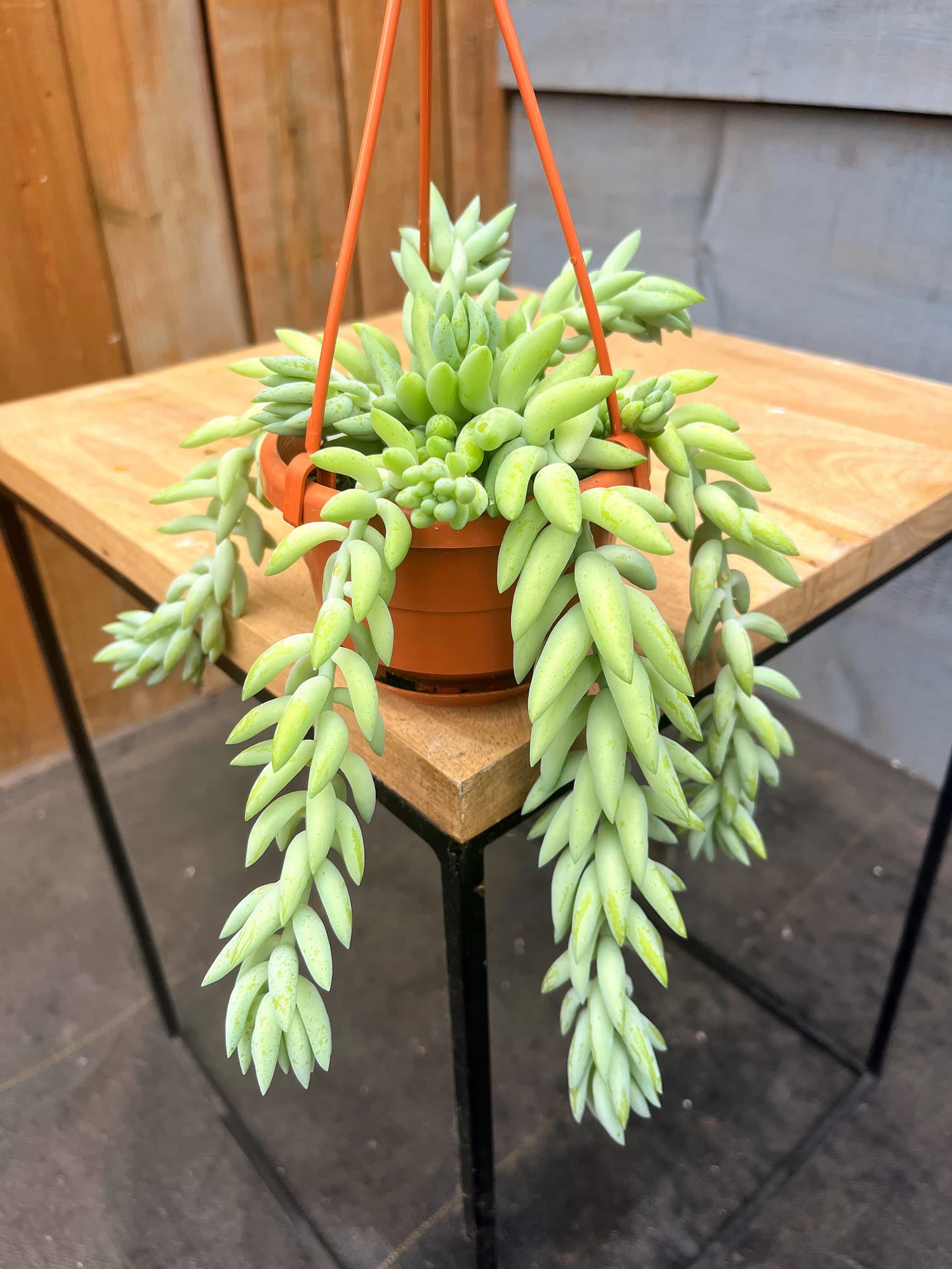 Burros Tail Basket - Image 3