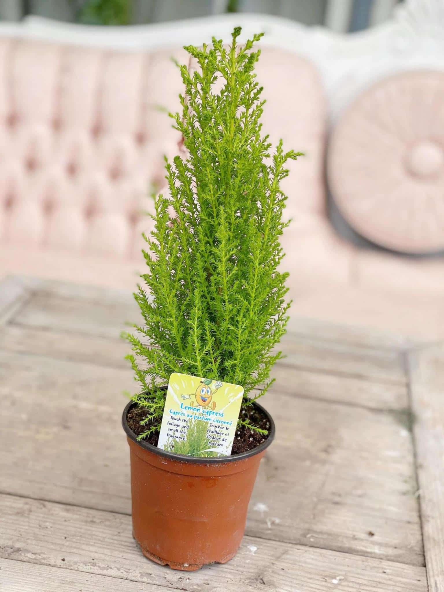 Lemon Cypress