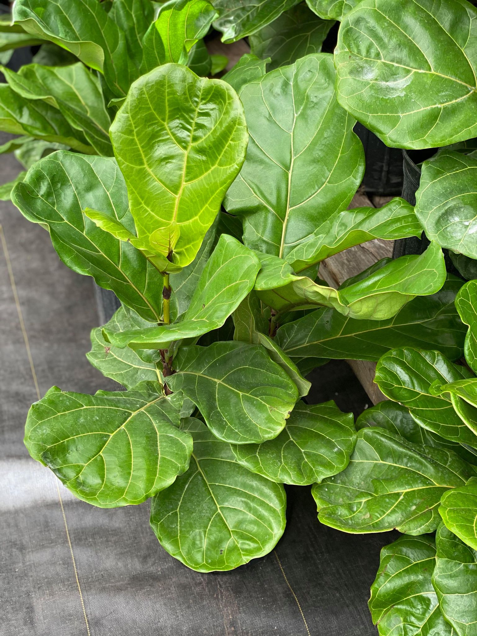 Fiddle Leaf Fig