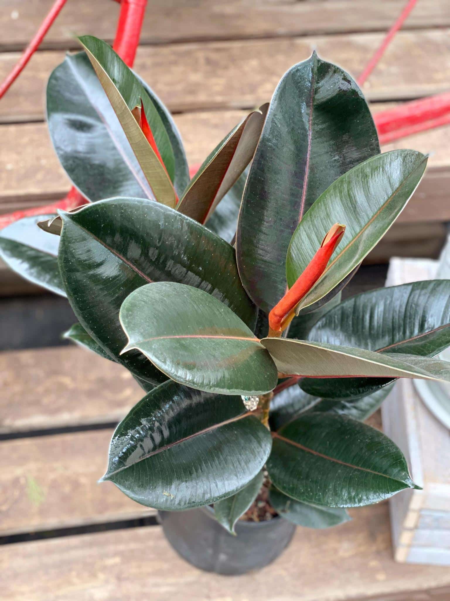 Ficus Elastica "Burgundy"