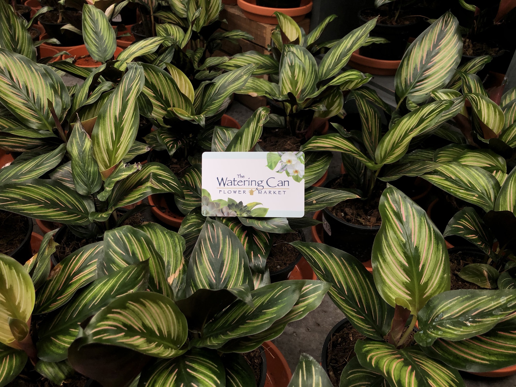 Gift Card - Image 2