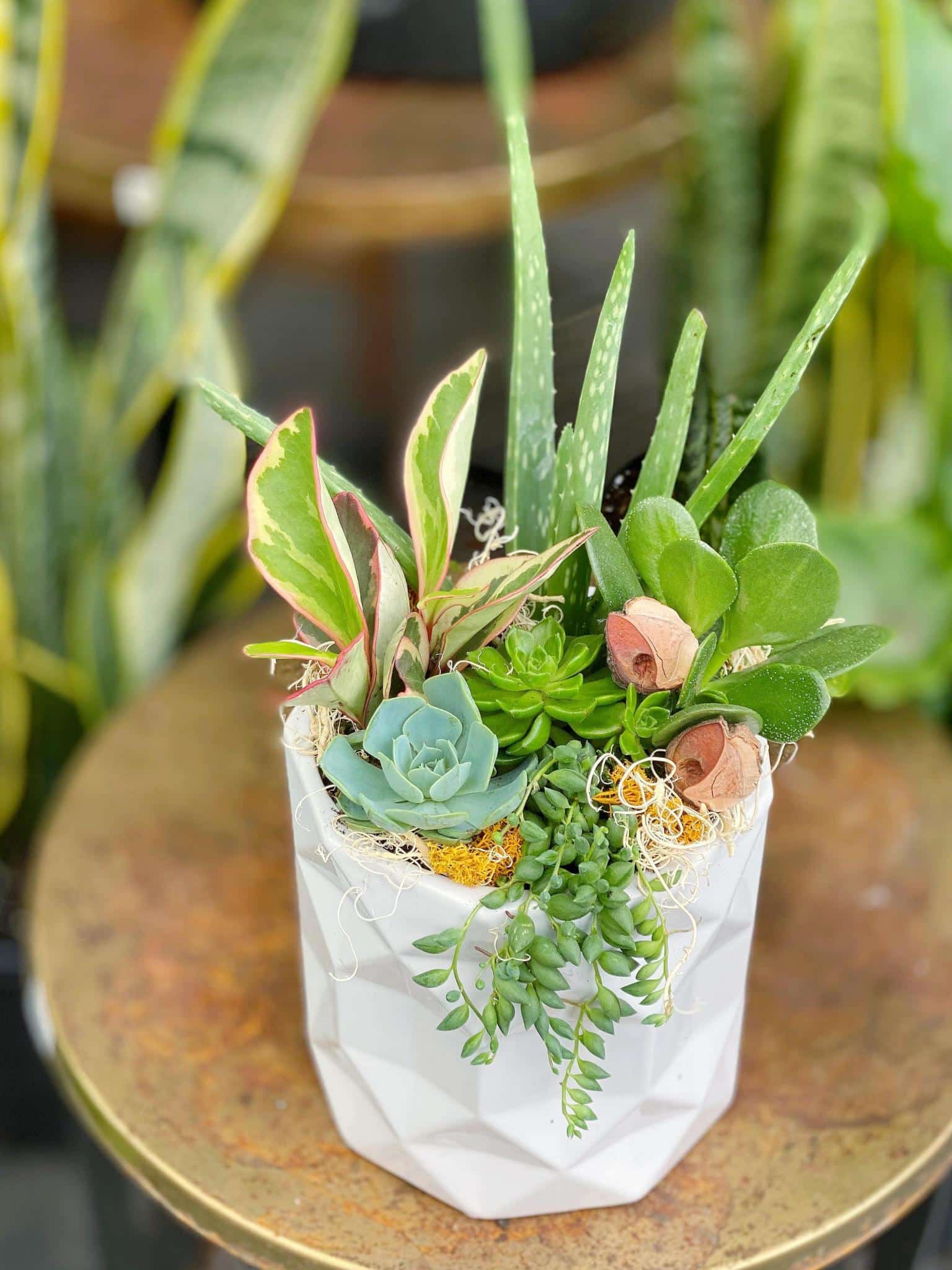 Sunny Succulents