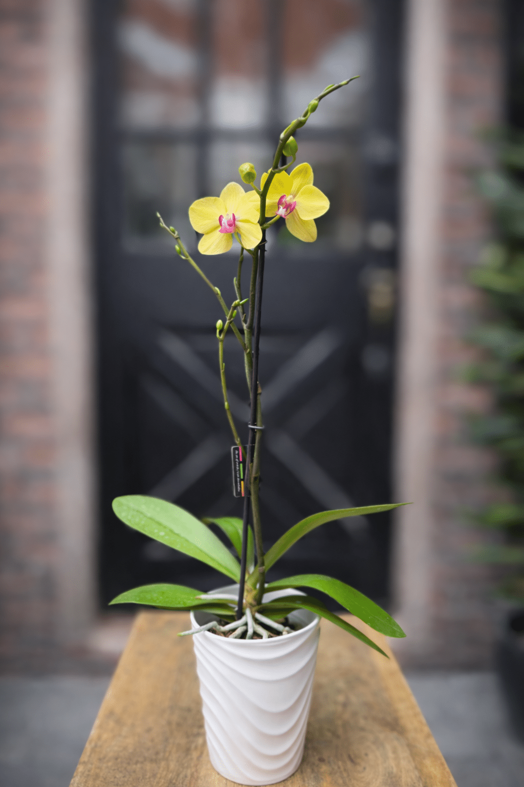 A yellow phalaenopsis orchid with a single tall flowering stem, planted in a white textured ceramic pot.