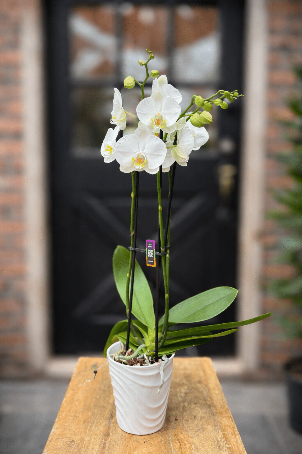 A white phalaenopsis orchid with three tall flowering stems staked upright in a white ceramic pot.