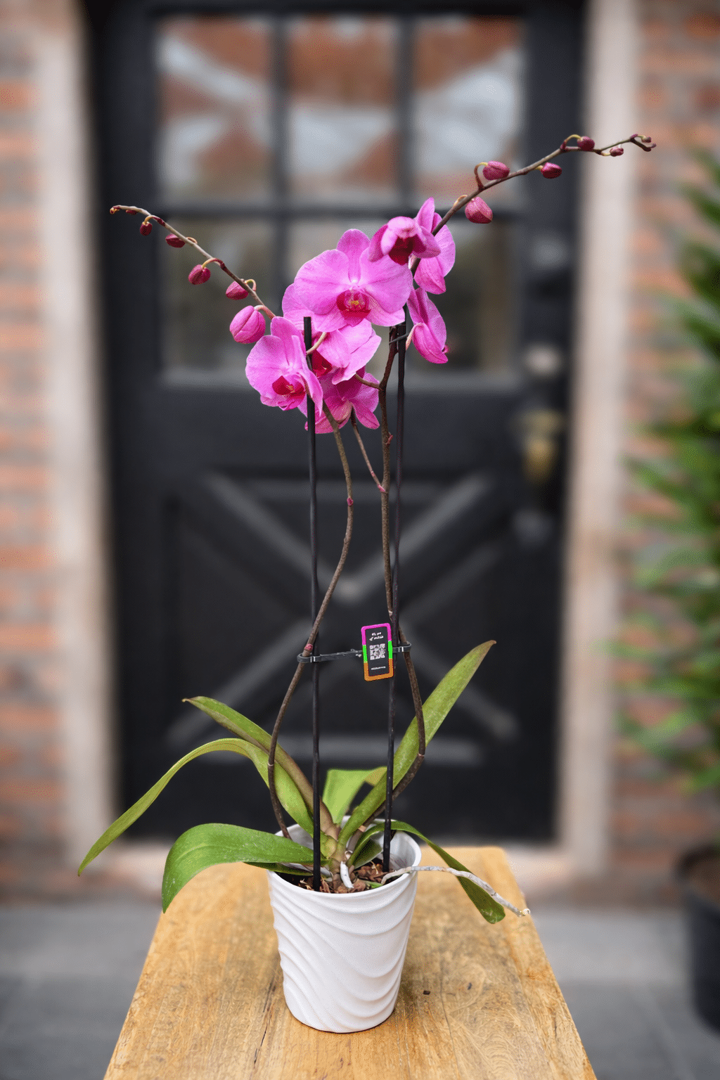 A pink phalaenopsis orchid with two upright flowering stems staked in a white ceramic pot.