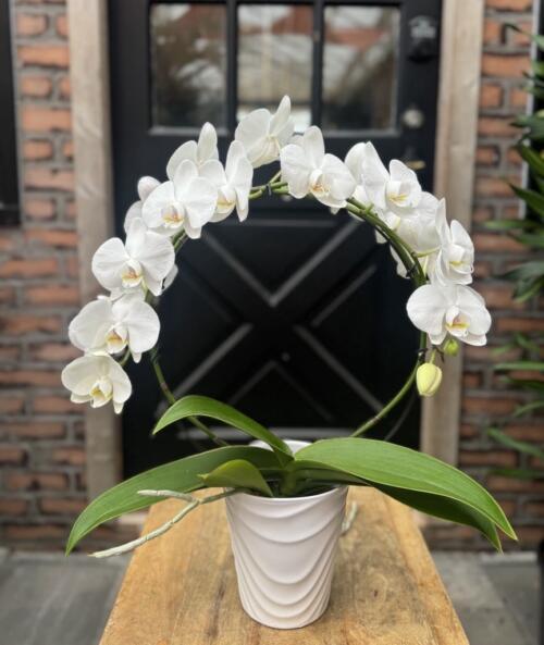 A white phalaenopsis orchid trained into an elegant arching hoop shape, planted in a white ceramic pot.
