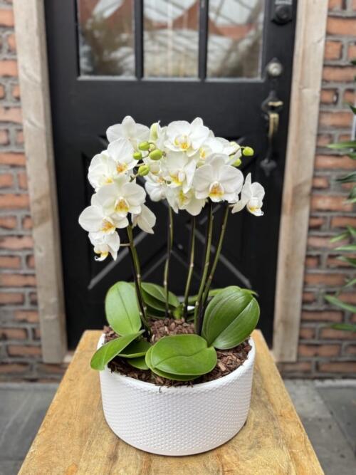 A cluster of white phalaenopsis orchids with multiple stems of blooms, planted in a low white textured ceramic bowl.