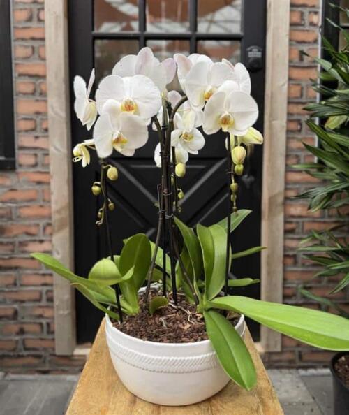 A trio of white phalaenopsis orchids with multiple arching stems of blooms, planted together in a low white ceramic bowl.