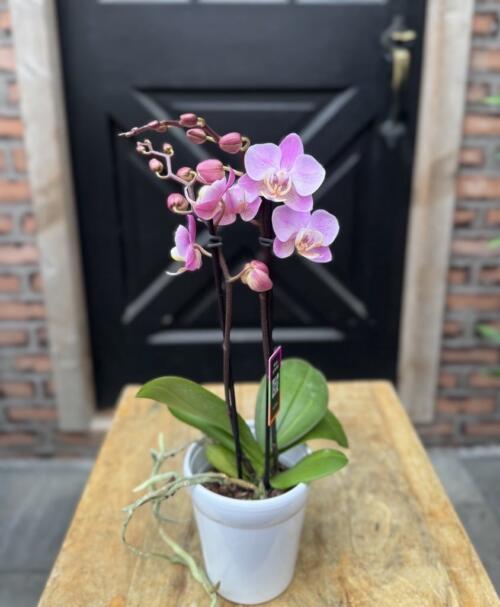 A pink phalaenopsis orchid with two flowering stems, one gently arching, planted in a white ceramic pot.