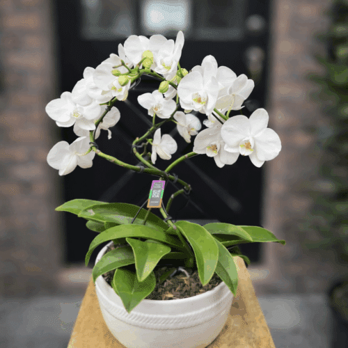 A white phalaenopsis orchid with multiple arching stems of blooms, planted in a white ceramic pot.