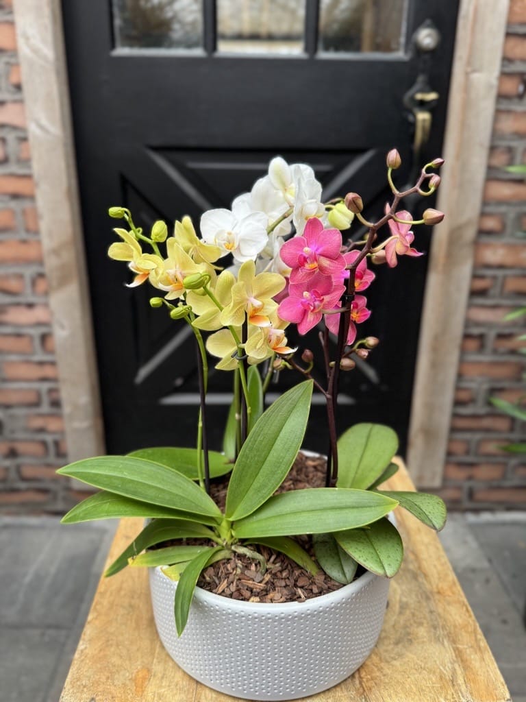 An assortment of mini phalaenopsis orchids in white, yellow, and pink, planted together in a low white textured ceramic bowl.