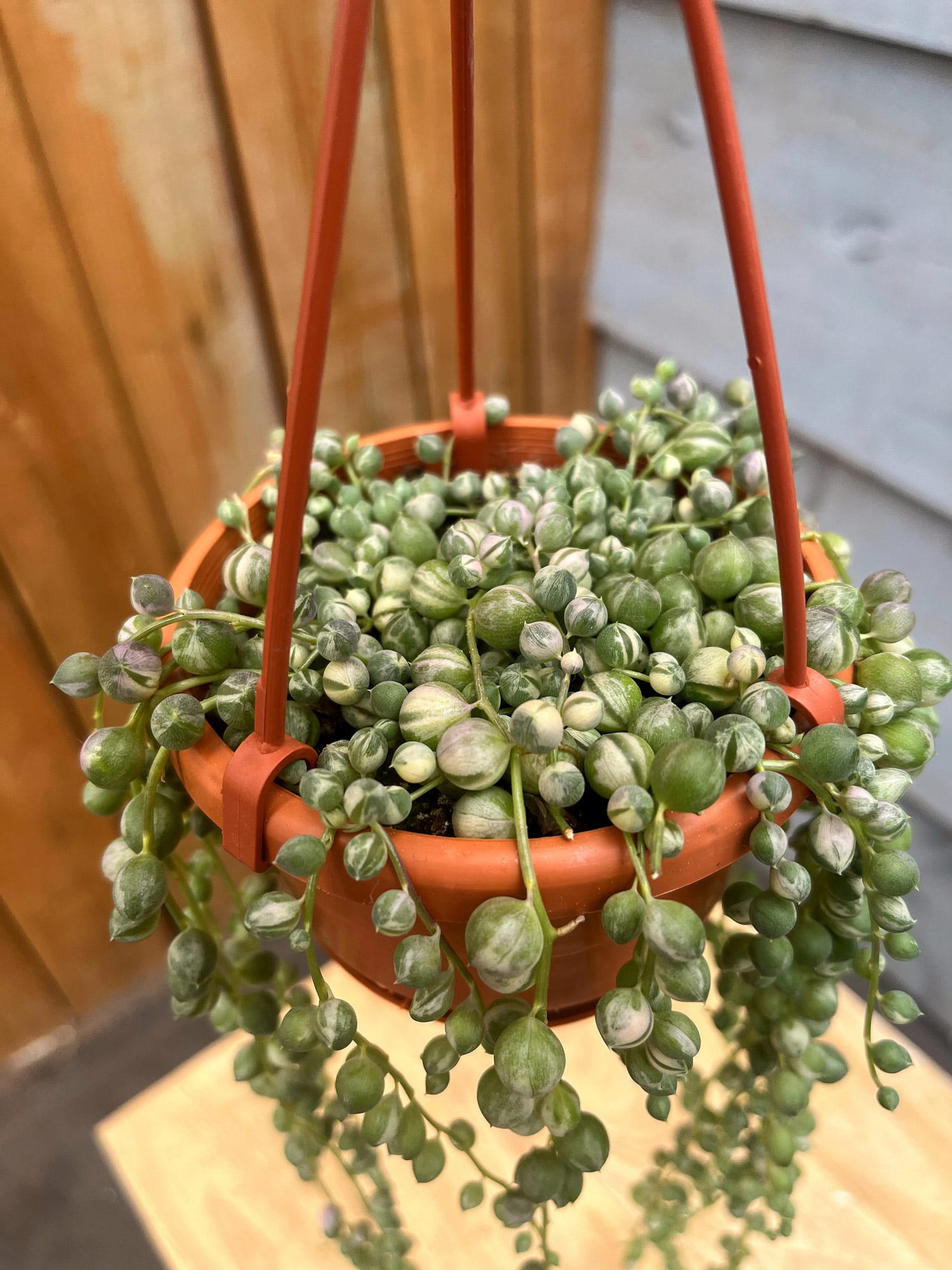 String of Pearls - Variegated - Image 3