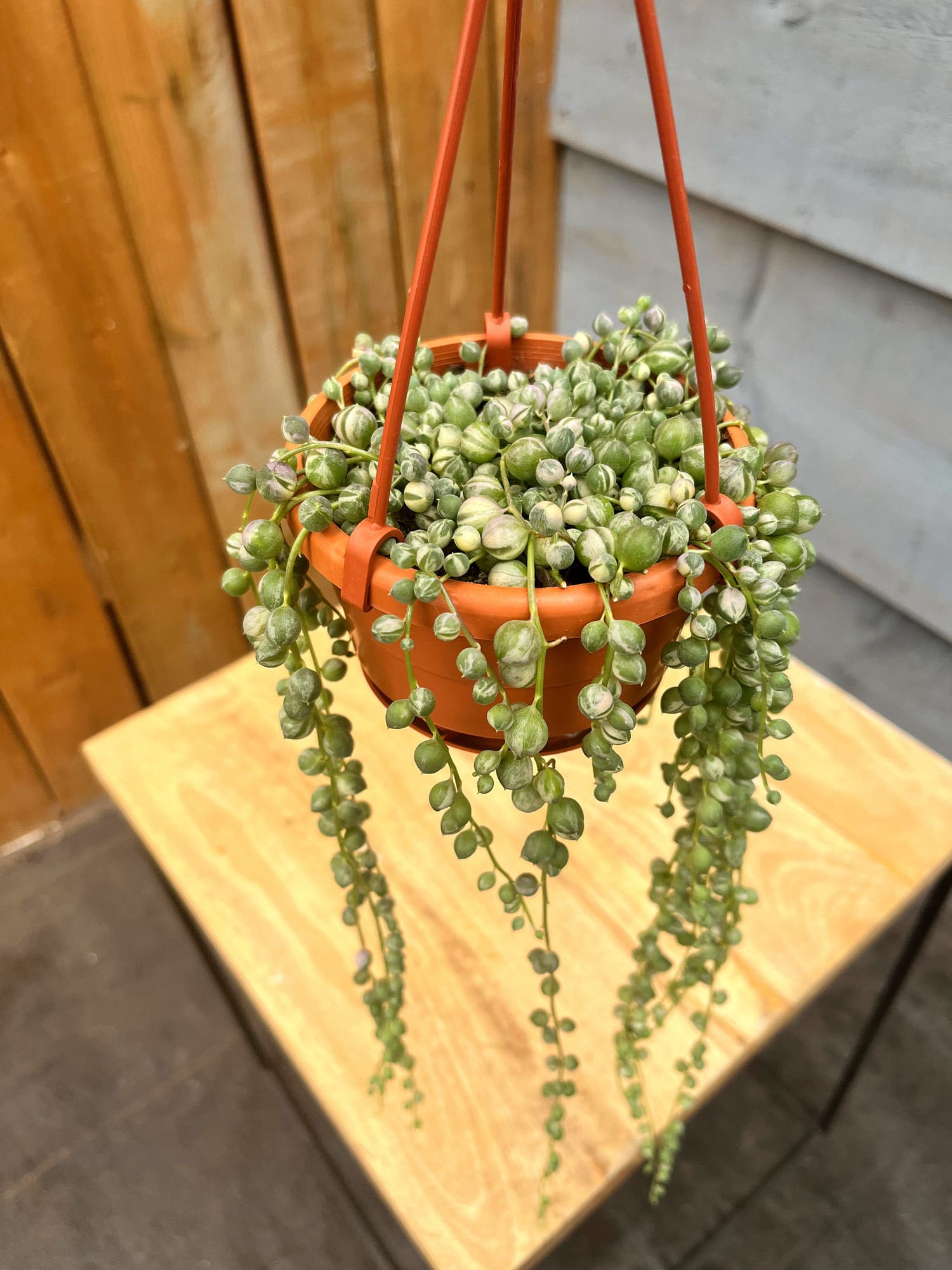 String of Pearls - Variegated - Image 4
