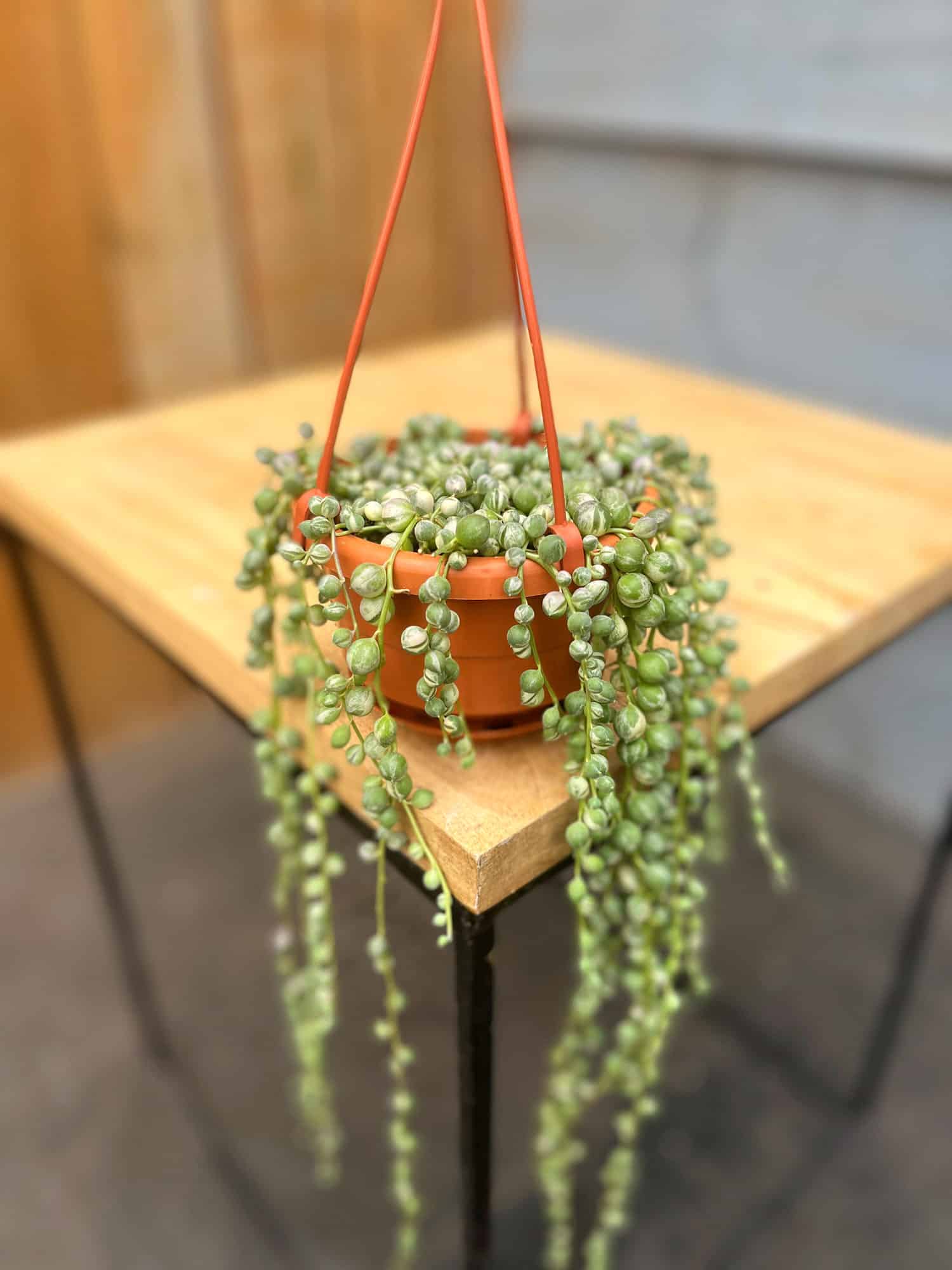 String of Pearls - Variegated