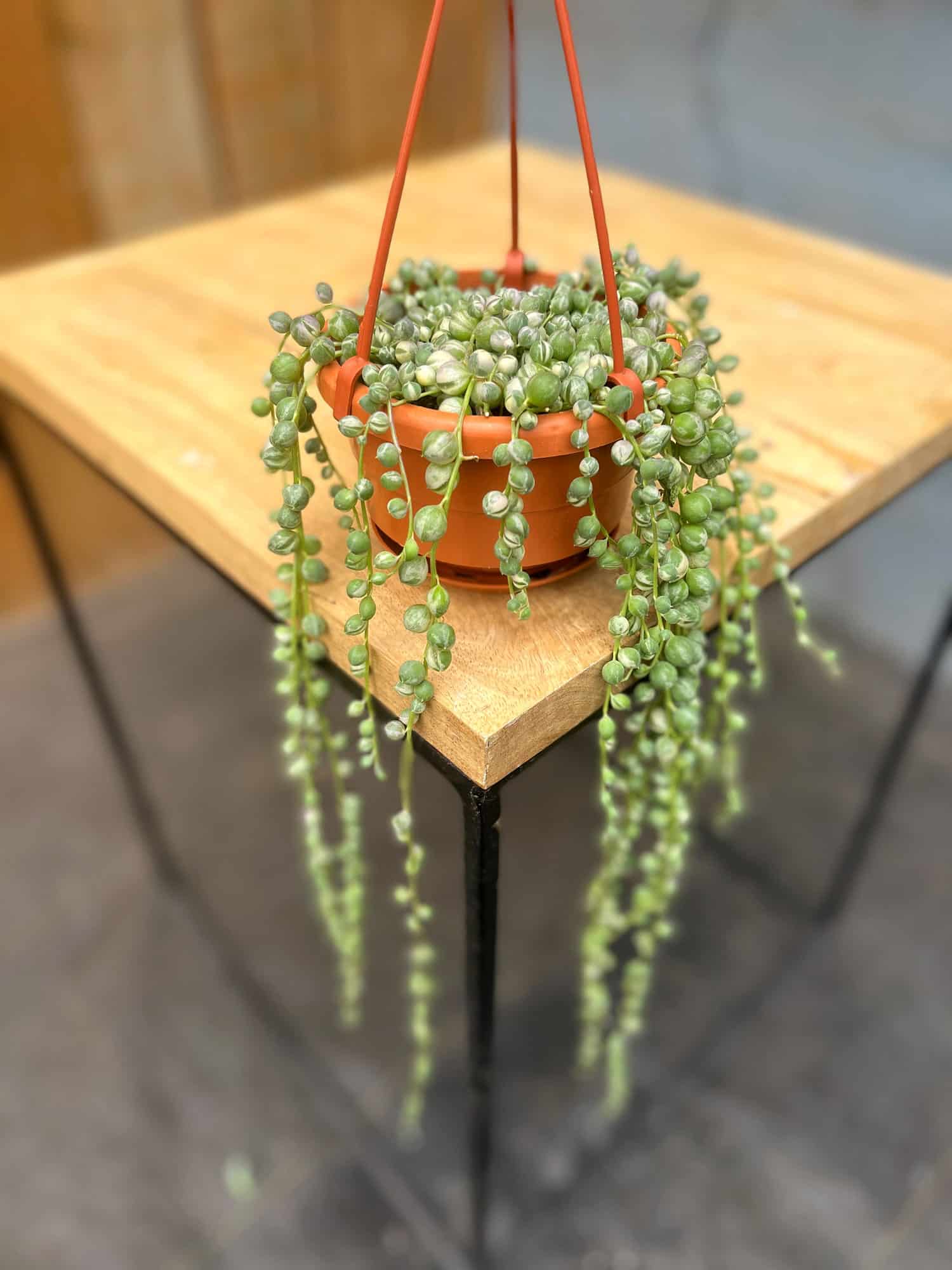 String of Pearls - Variegated - Image 2