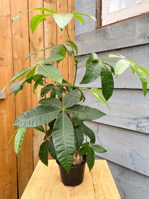 A money tree plant in a 6" black pot.