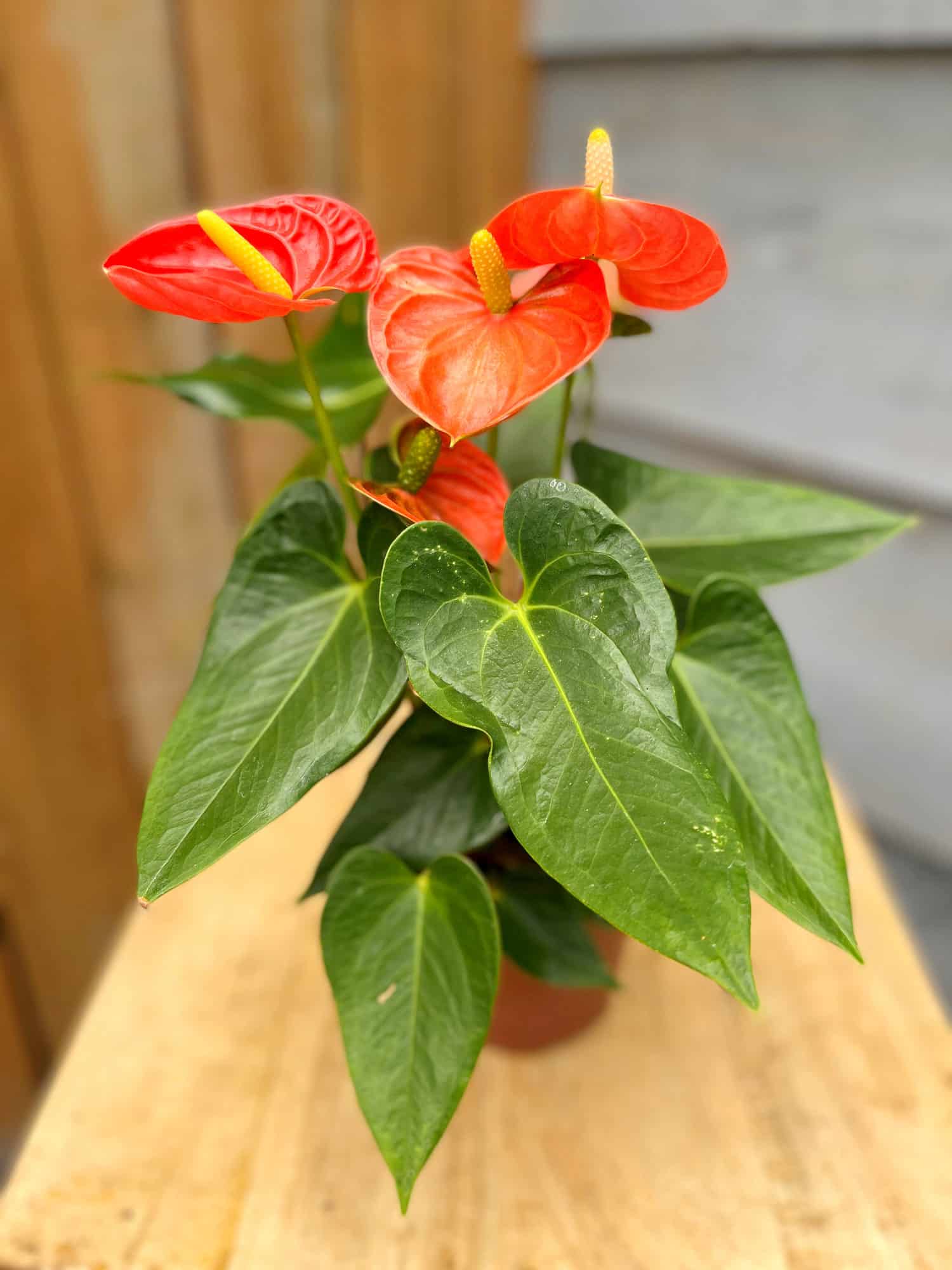 5" Anthurium