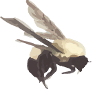 TWC-GardenTea-BEE