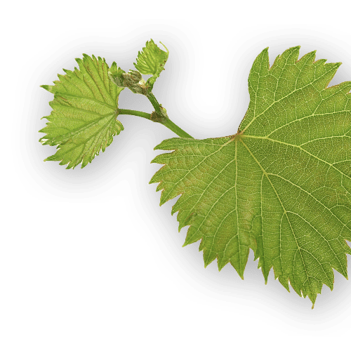 GrapeLeaves-1