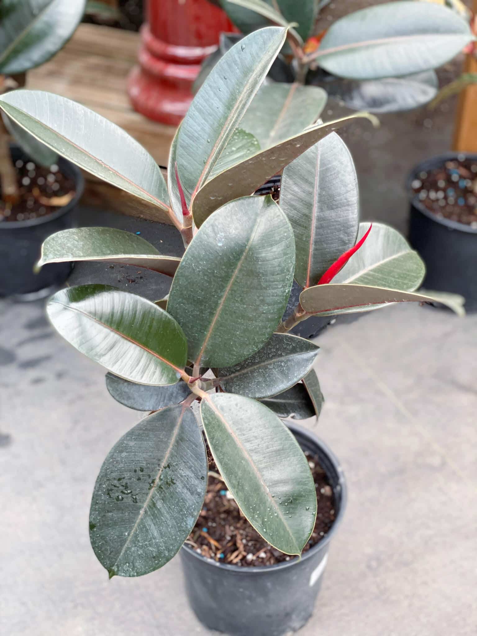 8" Ficus Burgundy