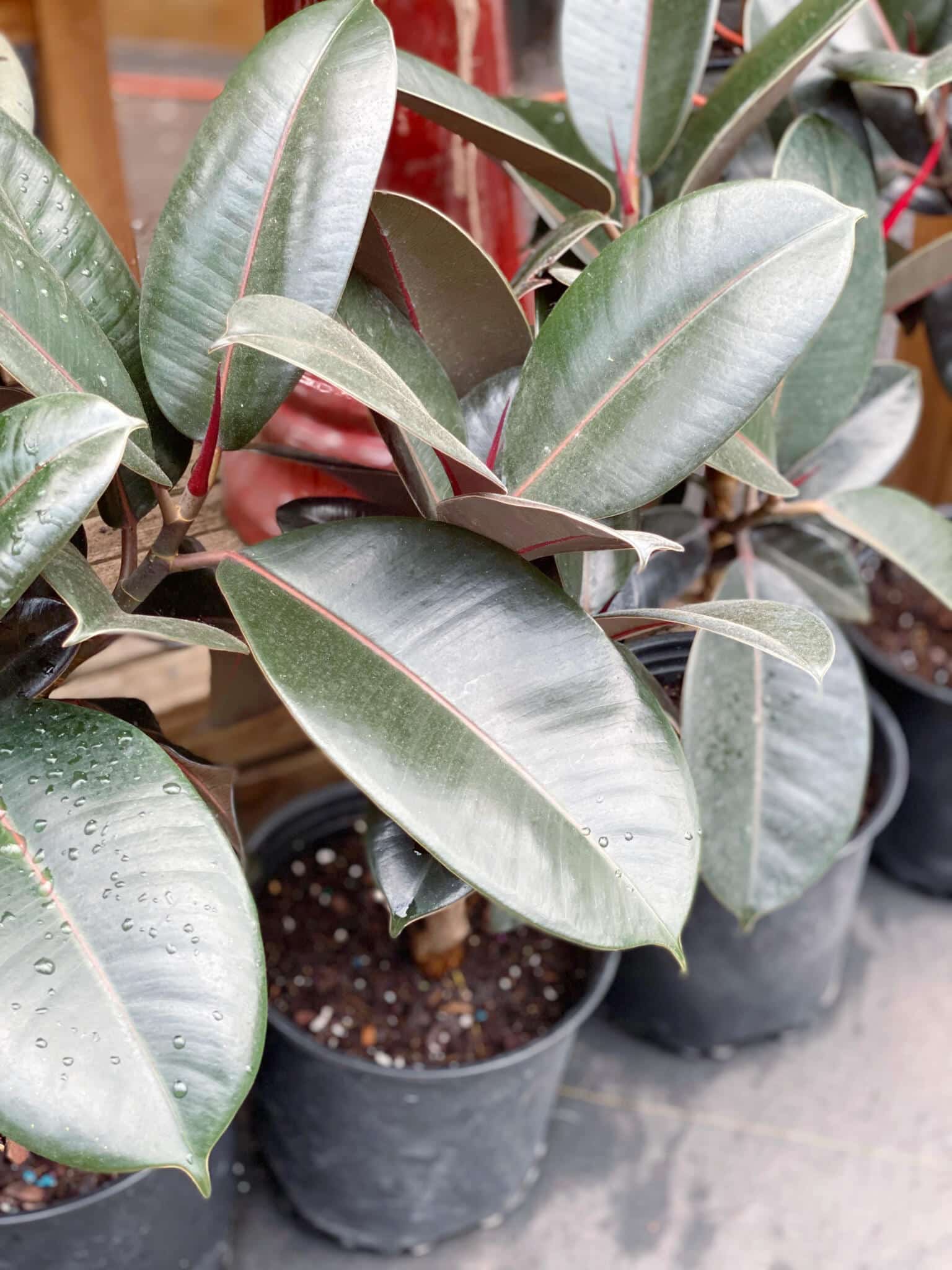 8" Ficus Burgundy - Image 2