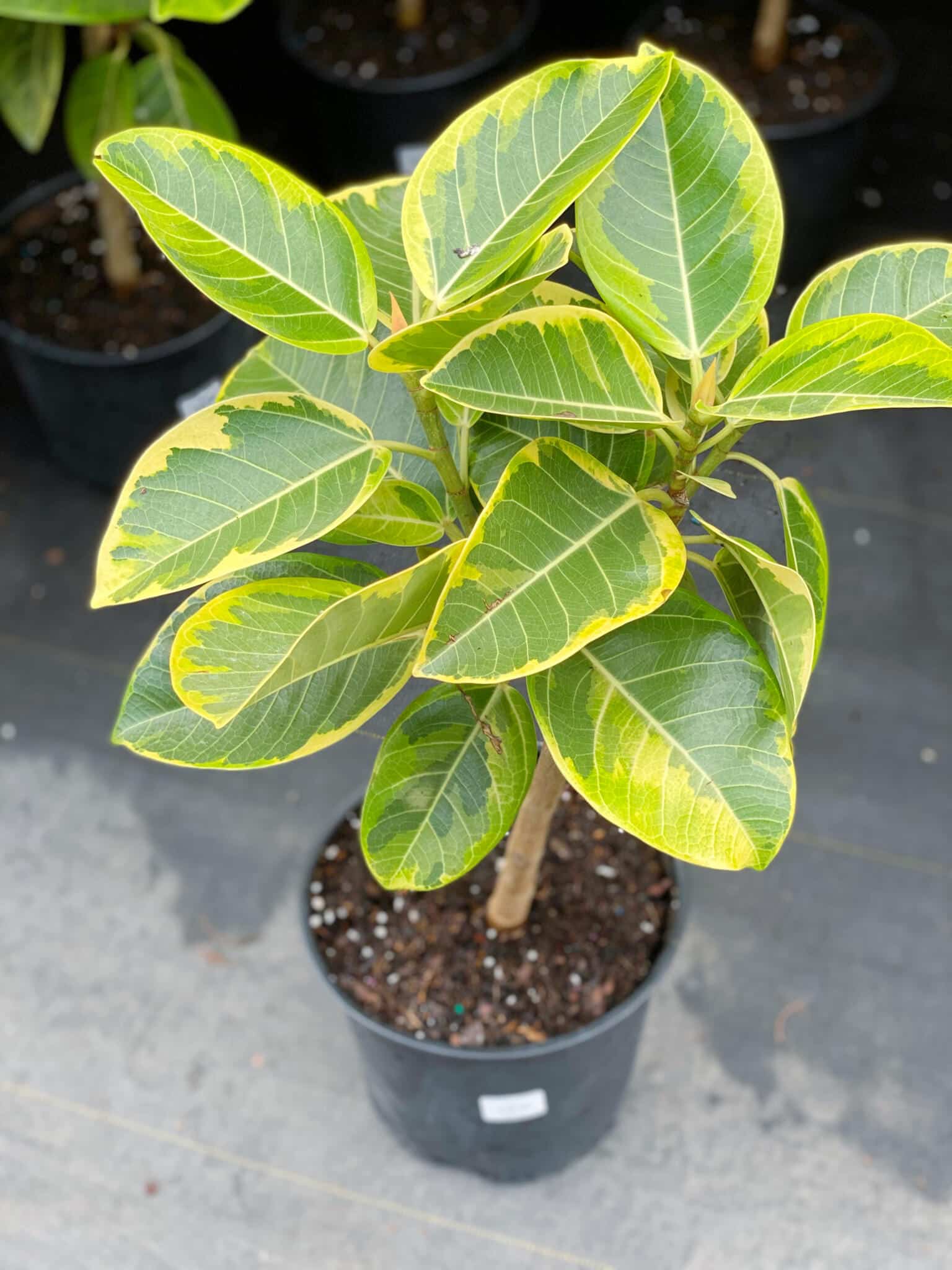 8" Ficus Yellow Gem