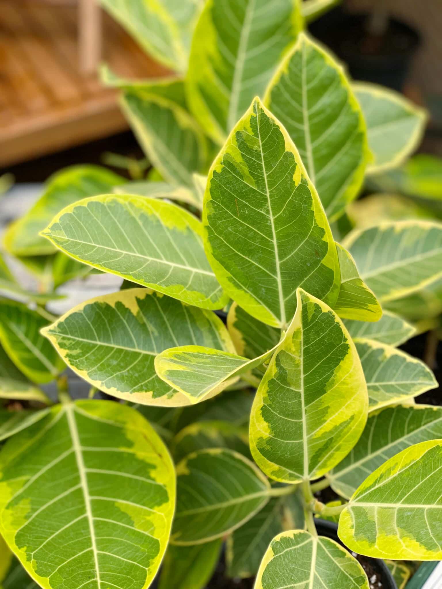 8" Ficus Yellow Gem - Image 2
