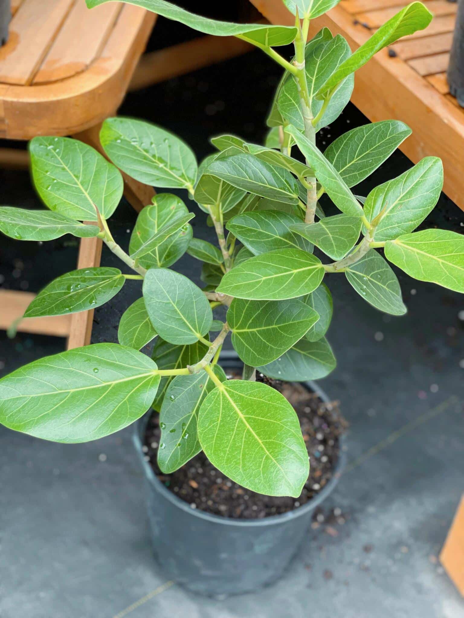 8" Ficus Audrey
