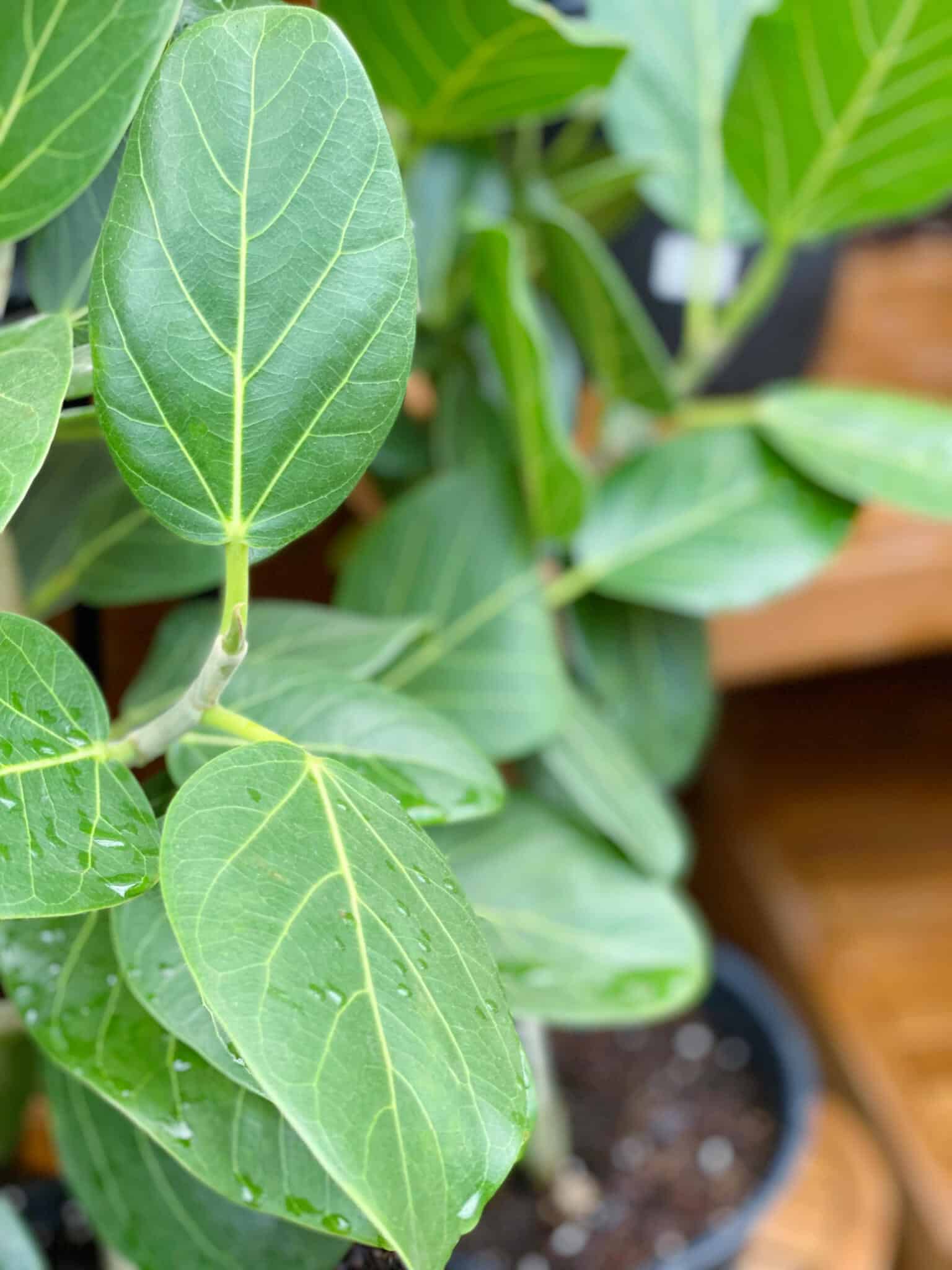 8" Ficus Audrey - Image 2