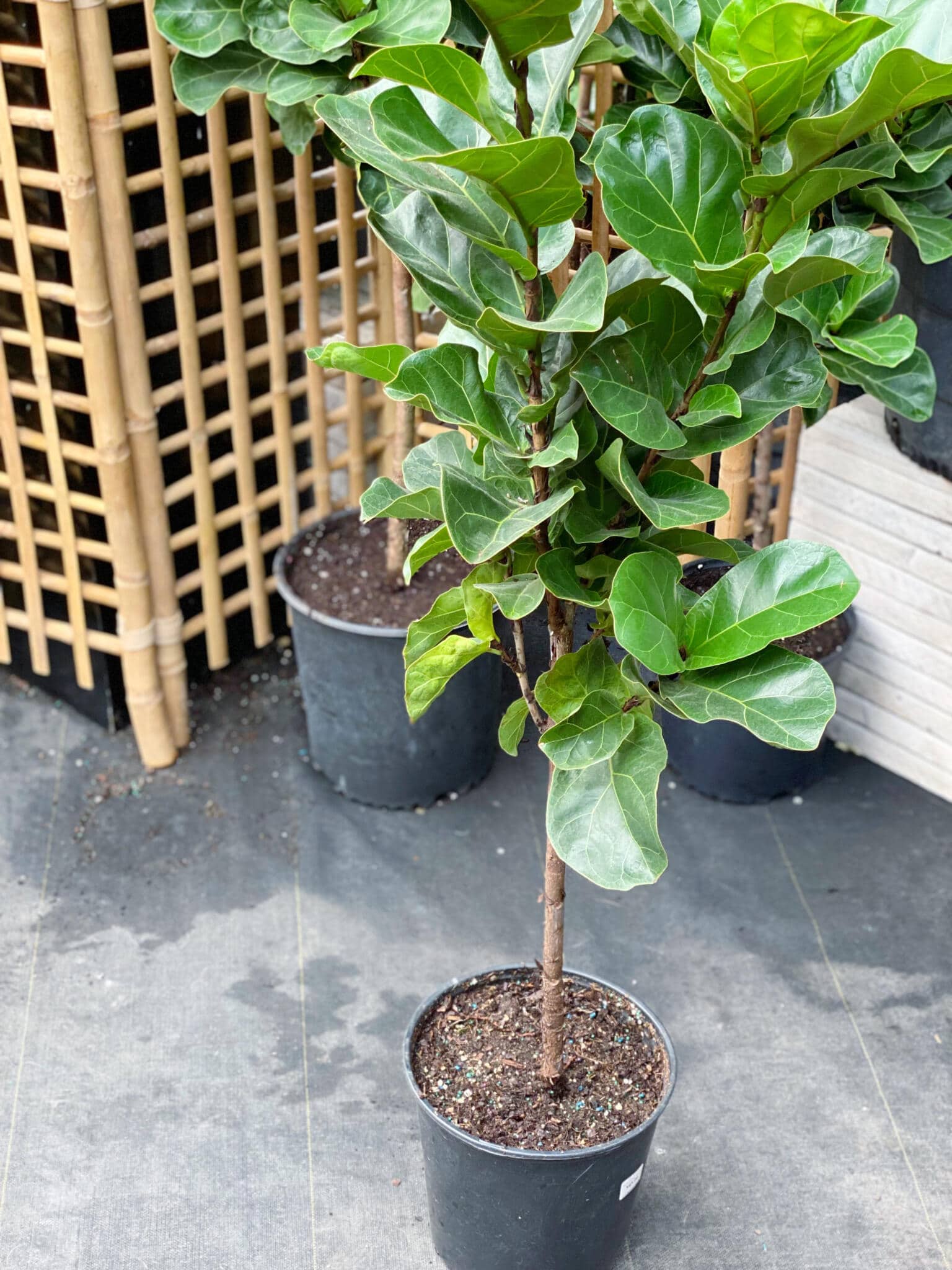 10" Little Sunshine Fiddle Leaf Fig