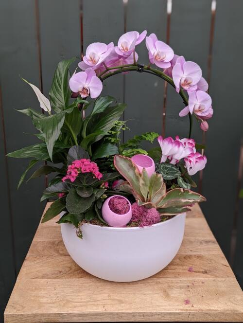 An all pink planter featuring a pink hoop orchid in a white ceramic container.