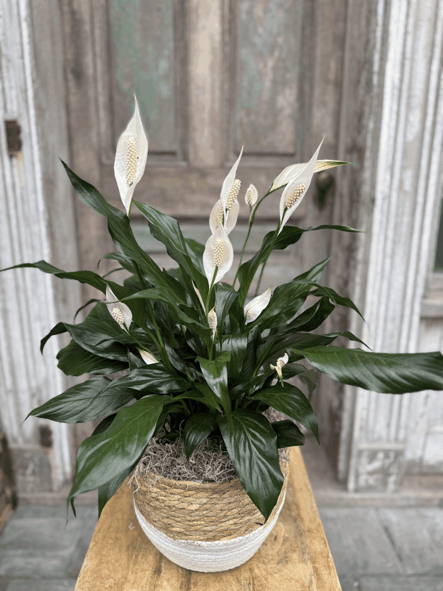 A lush peace lily with glossy green leaves and white spathe blooms, planted in a natural woven basket on a rustic wooden stand.