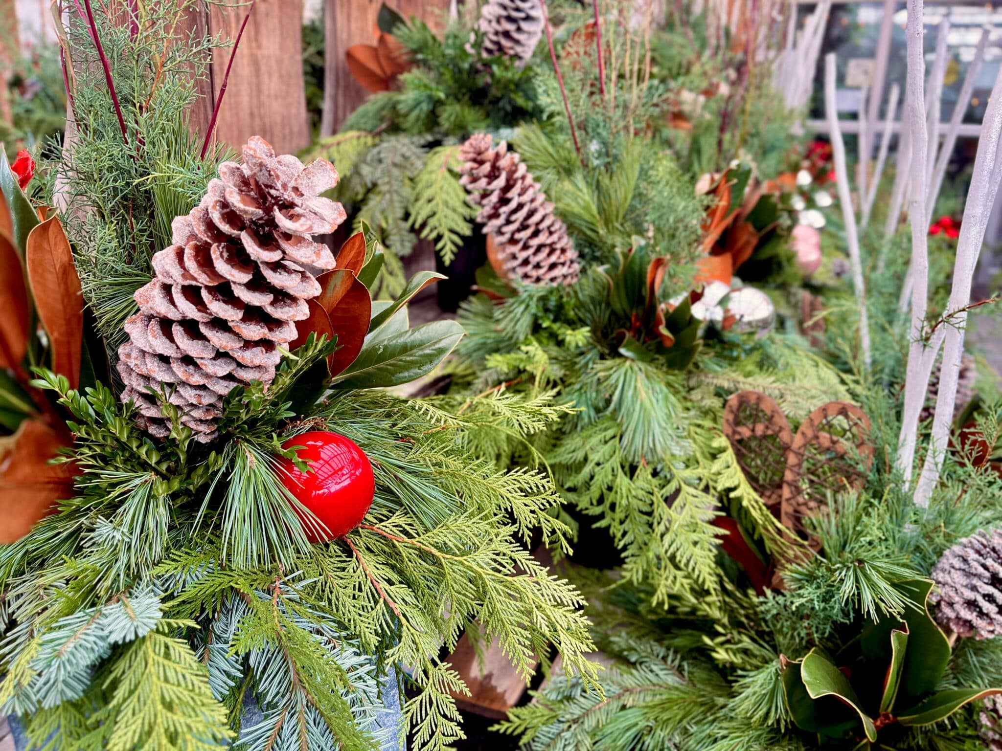 Winter Evergreen Arrangements with Frosted Pinecones A close-up of handcrafted winter arrangements filled with fresh cedar, white pine, and glossy magnolia leaves, accented with frosted pinecones and a bright red ornament.