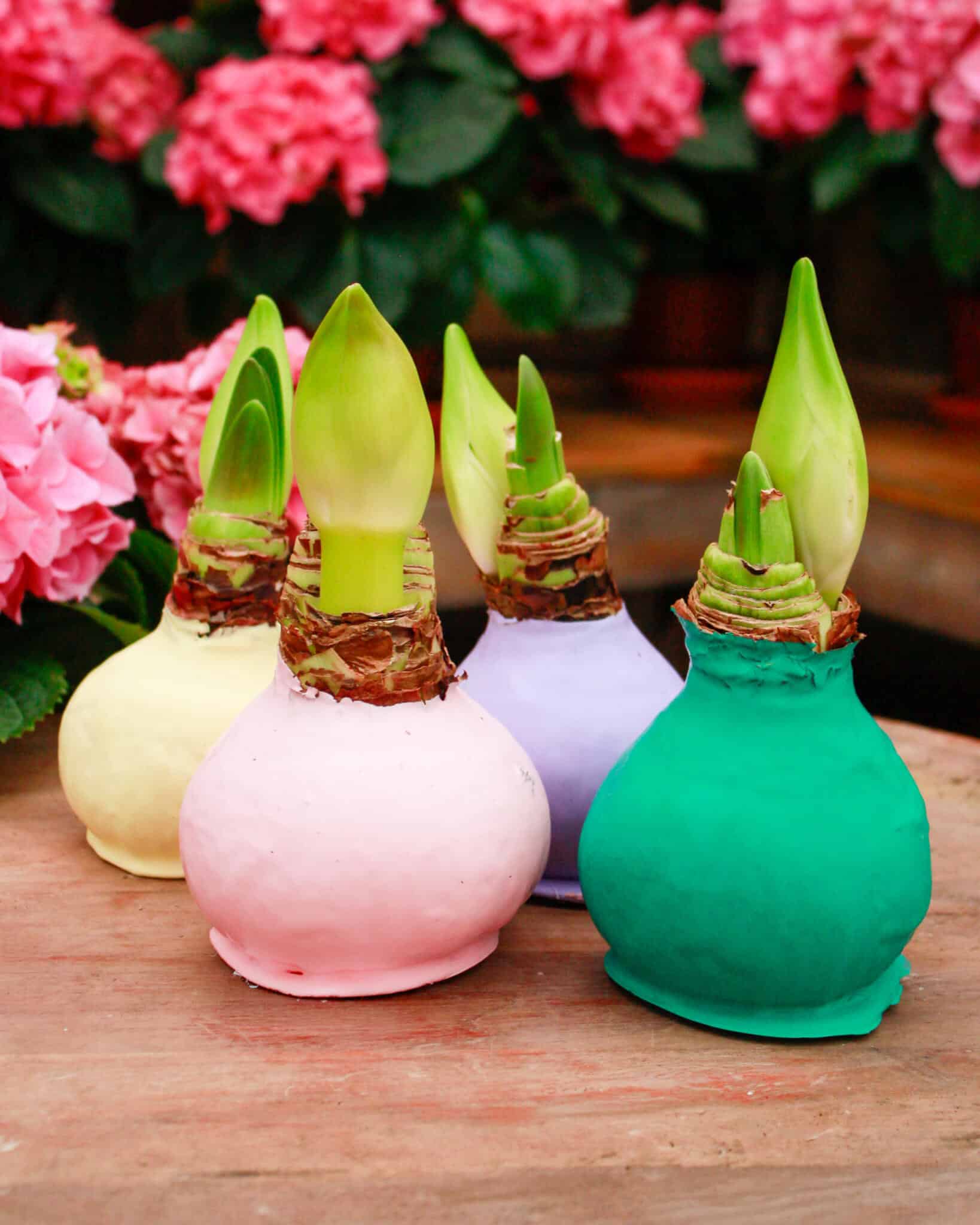 Four Easter Amaryllis bulbs in colourful ceramic pots — cream, pink, lavender, and teal — with green shoots and pink hydrangeas at The Watering Can.