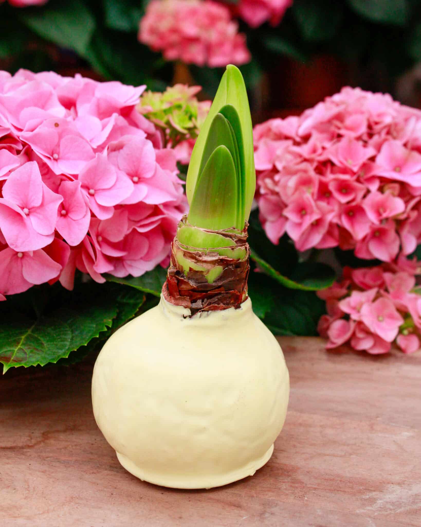 An Easter Amaryllis bulb in a cream-coloured round ceramic pot with a fresh green shoot, displayed with pink hydrangeas at The Watering Can.
