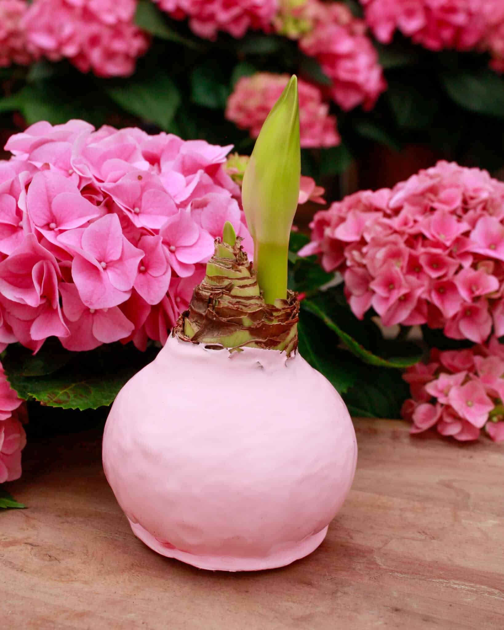 An Easter Amaryllis bulb in a round pink ceramic pot with a fresh green shoot emerging, set against pink hydrangeas at The Watering Can.