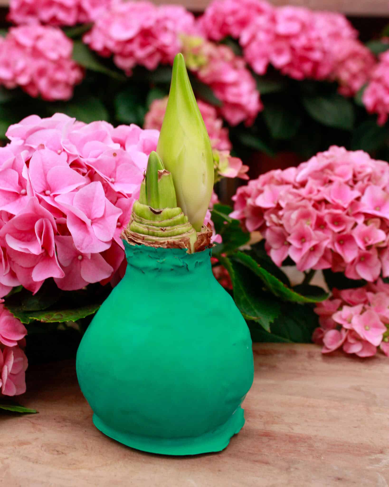 An Easter Amaryllis bulb in a teal ceramic pot with a bright green emerging shoot, surrounded by pink hydrangeas at The Watering Can.