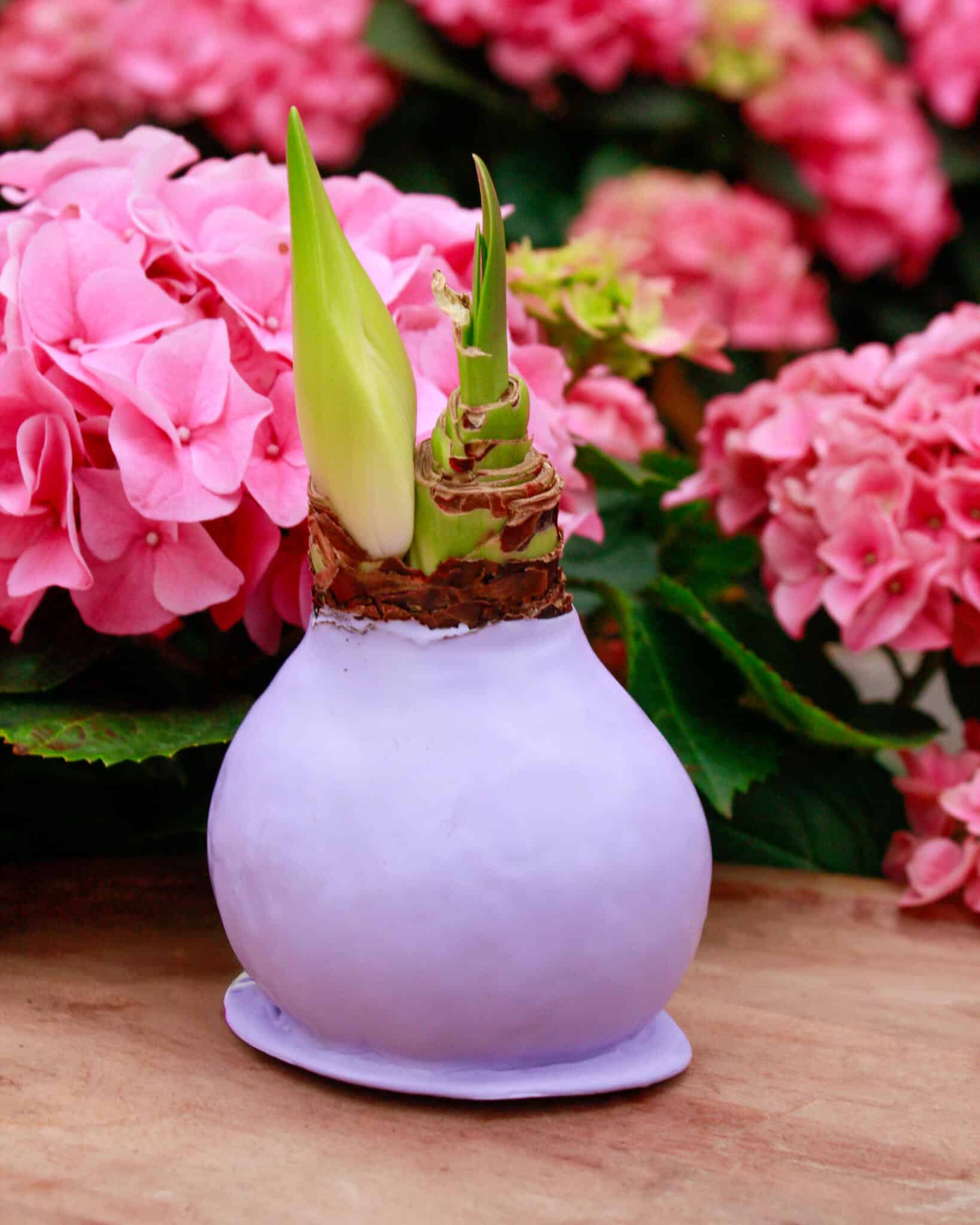 An Easter Amaryllis bulb in a lavender ceramic pot with two green shoots emerging, surrounded by pink hydrangeas at The Watering Can.