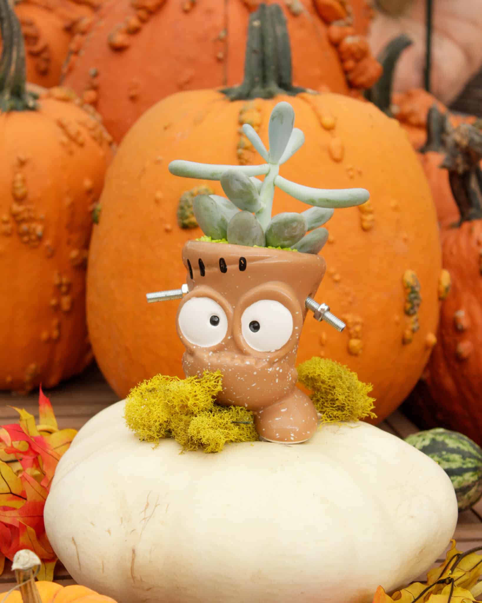 A tan character planter with googly eyes and screw-like arms, holding pale blue-green succulents, perched on a white pumpkin among orange pumpkins.