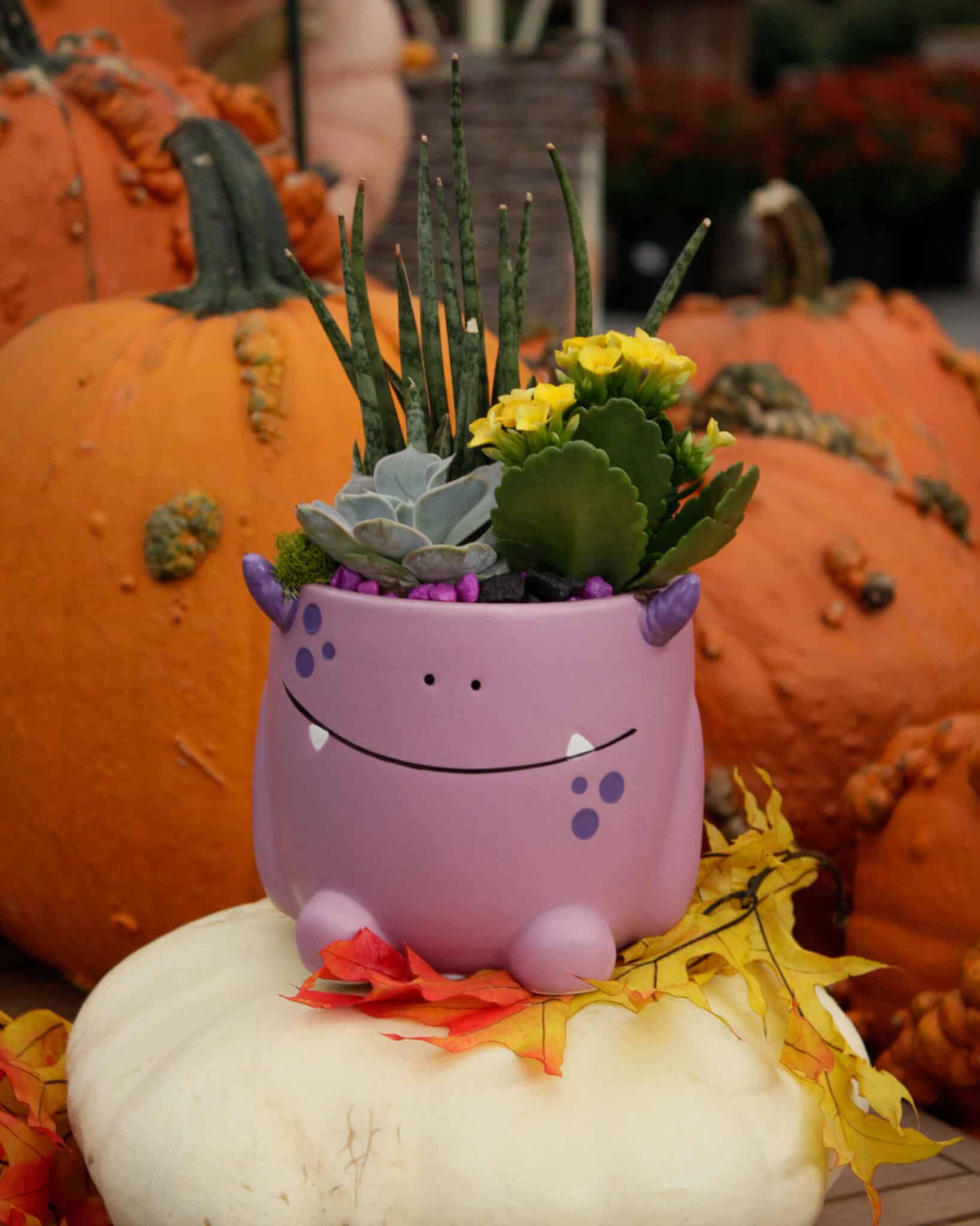 A lilac character planter with a small face and feet, filled with green rosette succulents, displayed on a white pumpkin among autumn gourds.