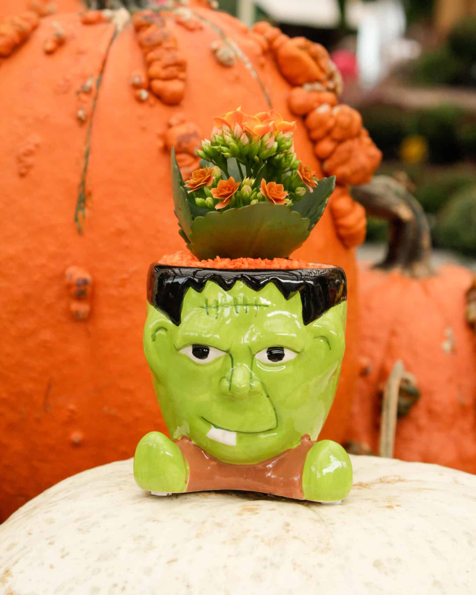 A green Frankenstein-face ceramic planter holding an orange kalanchoe, set among orange pumpkins in the greenhouse.