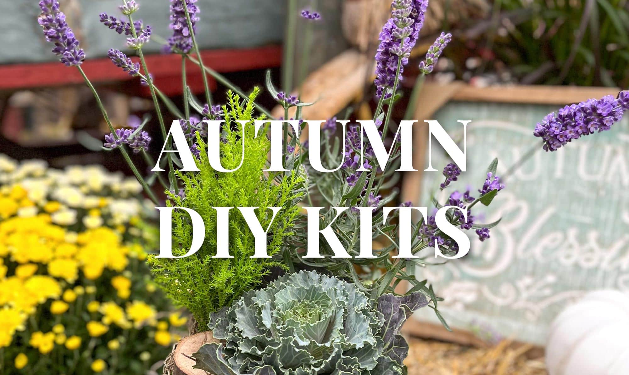 An ‘Autumn DIY Kits’ banner over a photo of a fall planter with lavender, ornamental cabbage, conifer, and yellow mums beside an autumn chalkboard sign.