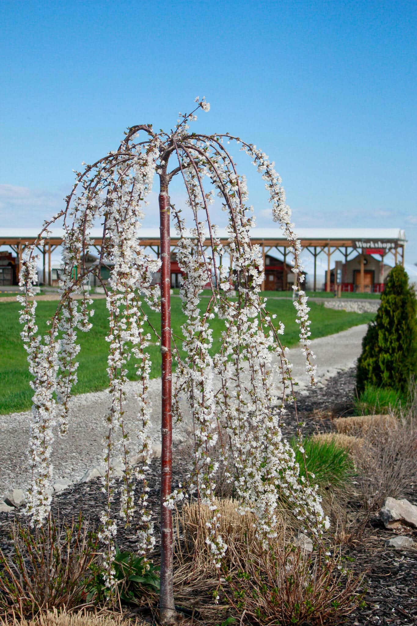 Weeping Ornamental Tree in Spring Bloom — Workshop Village Grounds A weeping ornamental tree covered in cascading white spring blossoms stands along the path to The Watering Can's Workshop Village in Vineland, with a clear blue sky above.