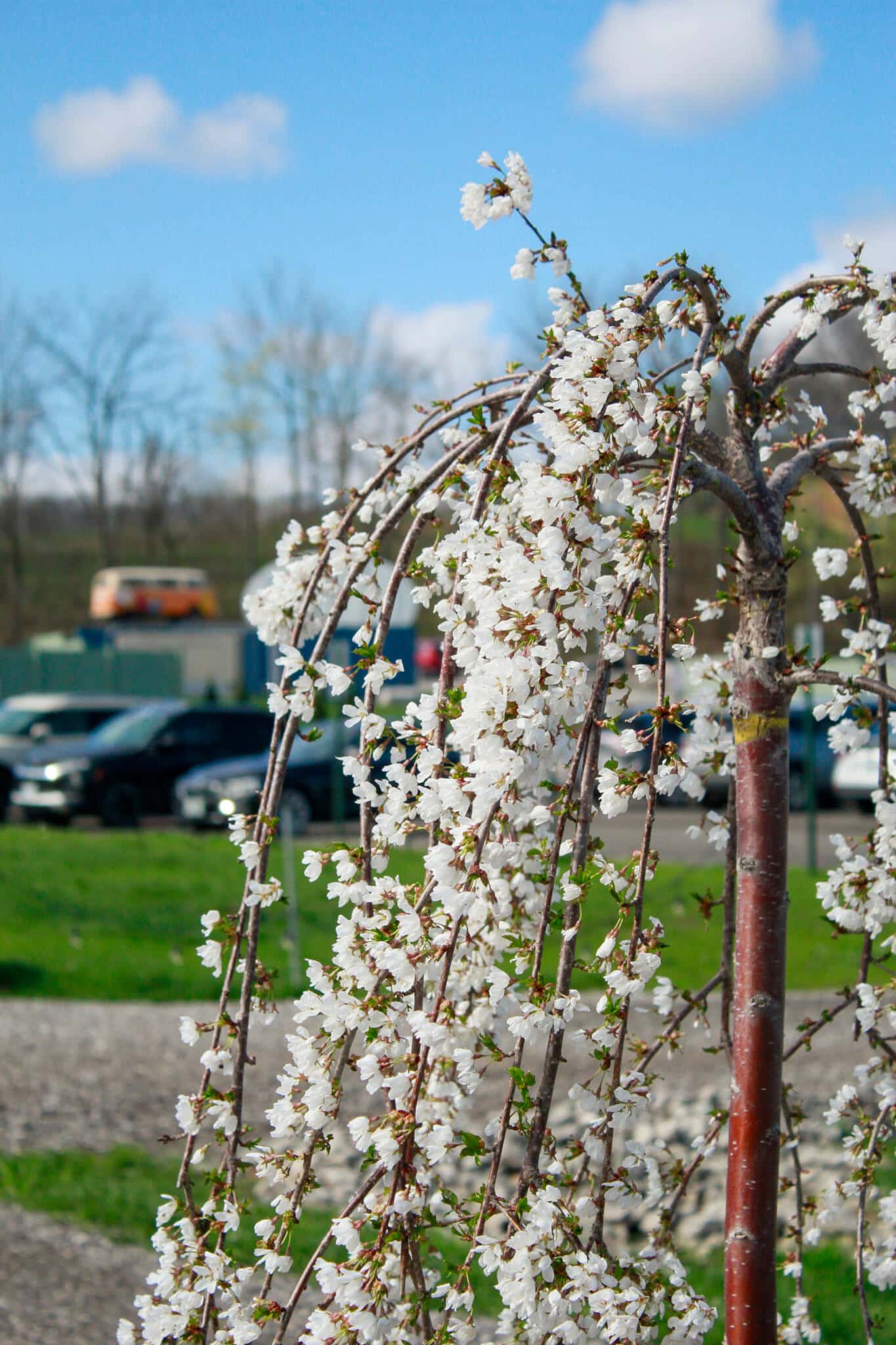 Weeping Cherry Tree in Full Bloom at The Watering Can A weeping ornamental tree covered in cascading white spring blossoms, photographed outside The Watering Can Flower Market in Vineland.