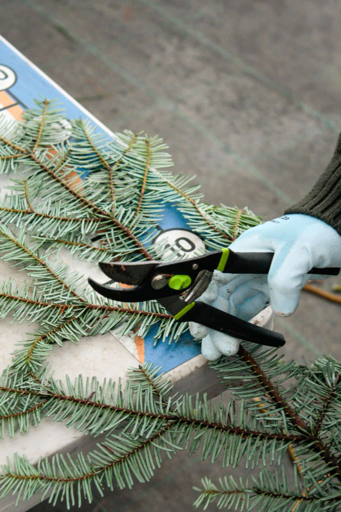 Cutting Evergreen Spruce Tips for Winter Workshop Workshop participant cutting evergreen spruce tips for a winter arrangement at The Watering Can