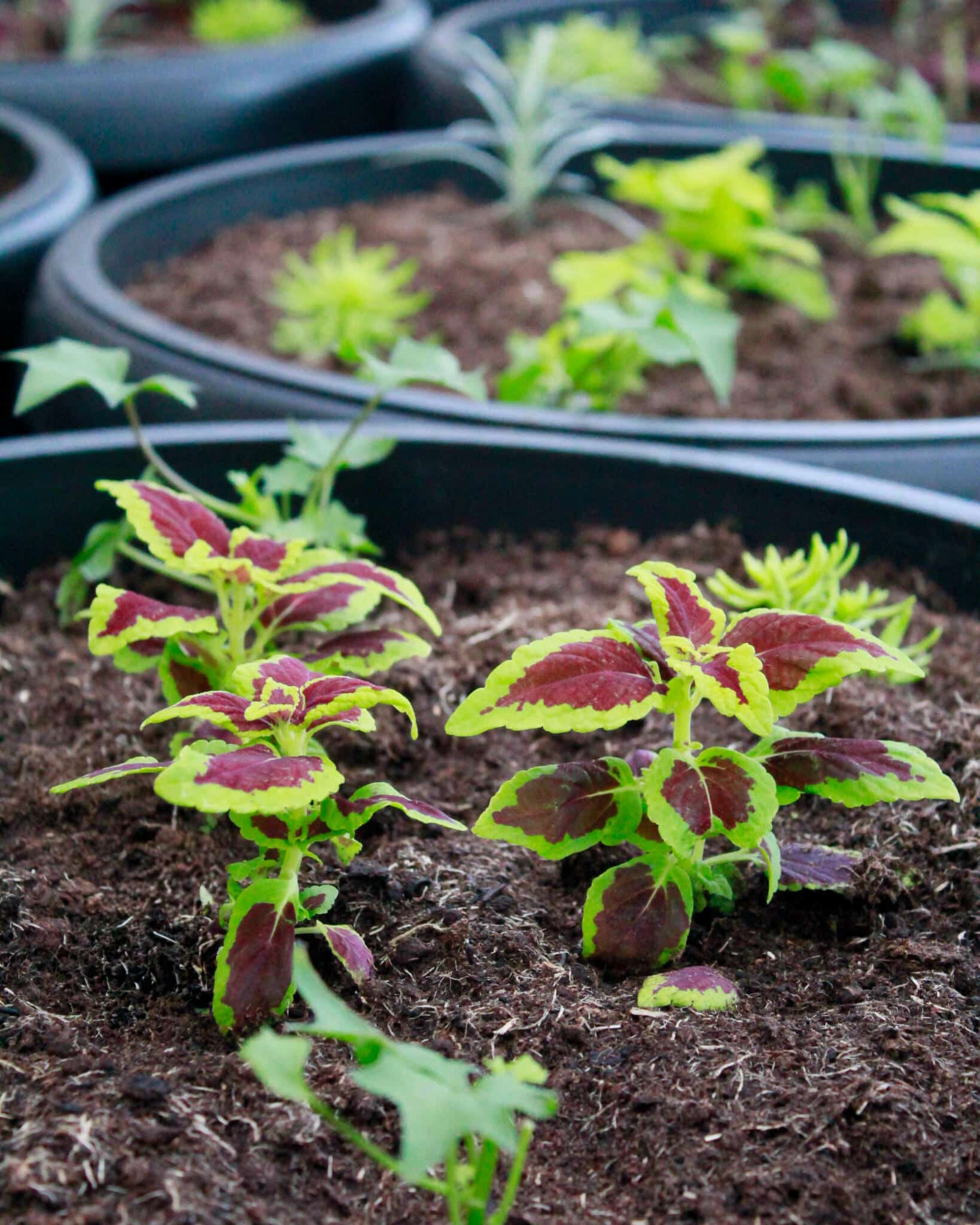 Young Coleus Seedlings in Production Greenhouse Rows of young coleus seedlings growing in a production greenhouse at The Watering Can