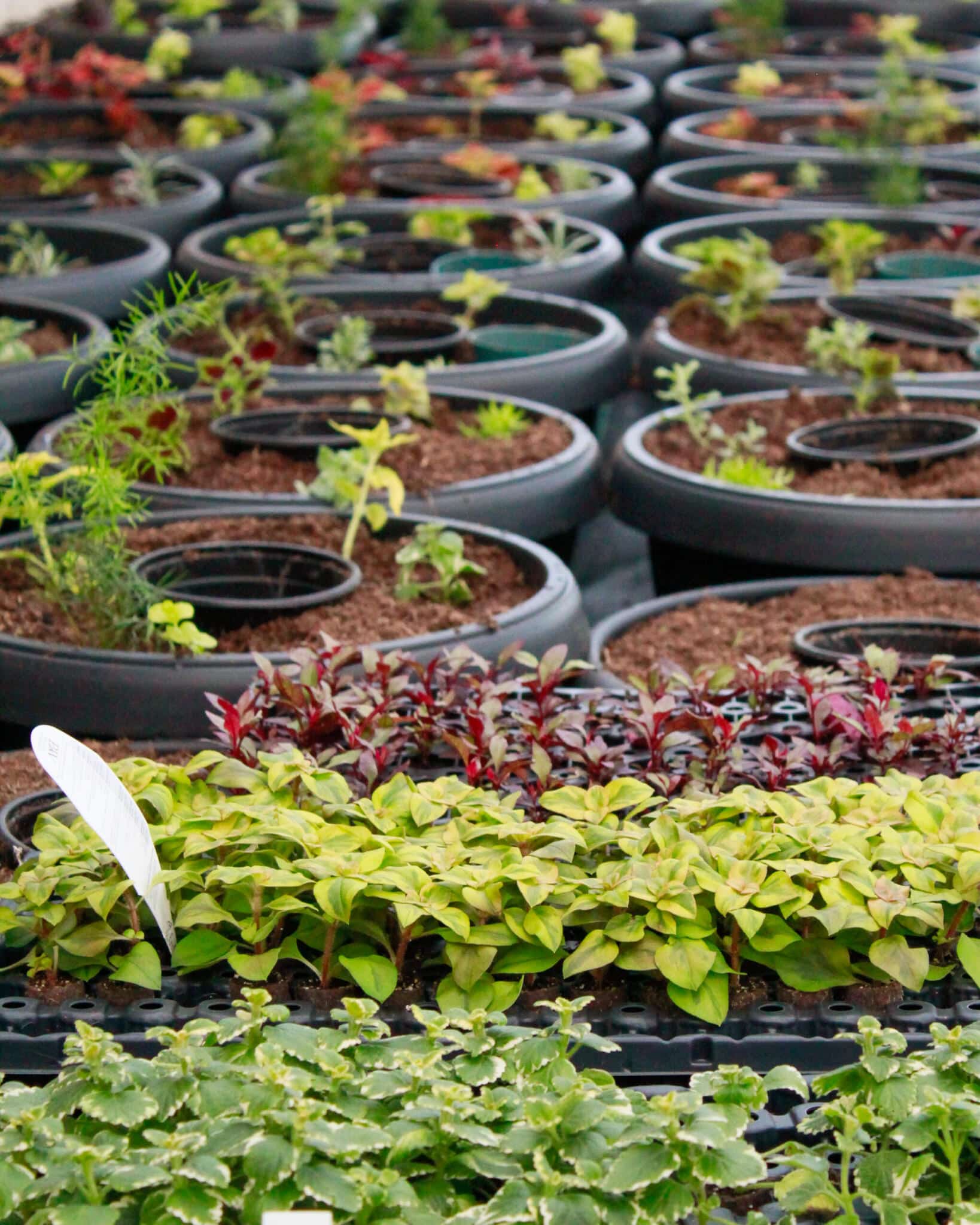 Seedlings Growing in Production Greenhouse Rows Rows of seedlings growing on greenhouse benches in the production area at The Watering Can